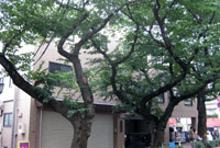 善照寺 さくら会館